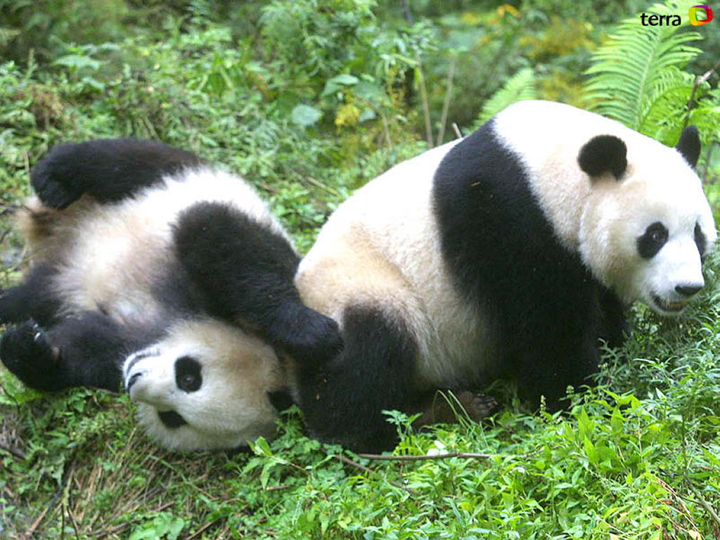 Funny Panda Wallpaper Desktop Funny Animal