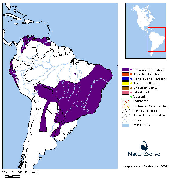 Barullero (Euscarthmus meloryphus)