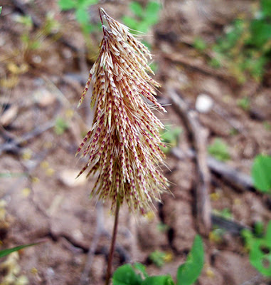 Cepillito (Lamarckia aurea)