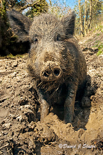 Wild Boar in the Forest of Dean