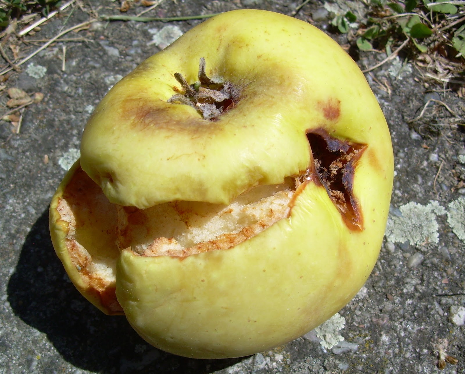 стих про гнилых людей. гнилой человек смысл выражения. ваше гнылые души вас и за душат. к чему снится гнилой человек. к чему снится гнилой человек.