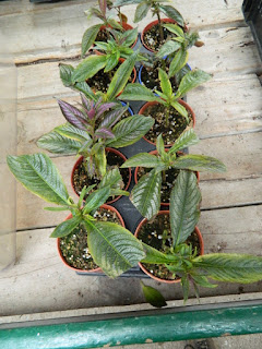 Sunnybrook McLean House greenhouse Persian Shield cuttings by garden muses-not another Toronto gardening blog