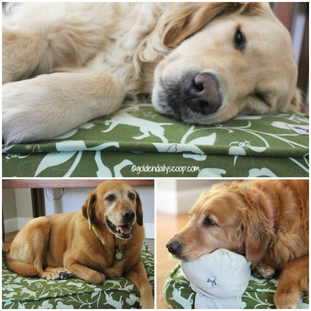 eco-friendly molly mutt dog beds review and giveaway
