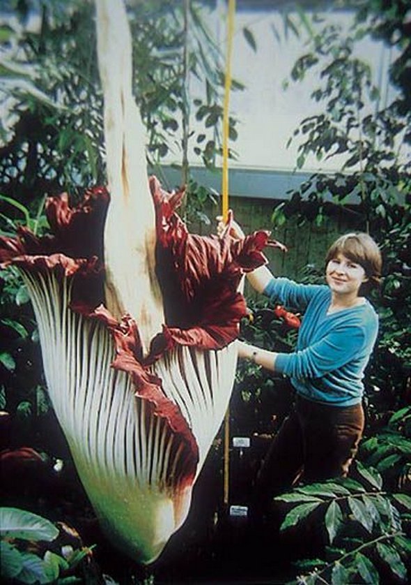 4 World's Most Unusual Plants Unique News