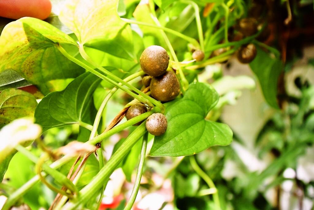 Recipes for Tom Mukago Japanese & Chinese yam aerial tubers