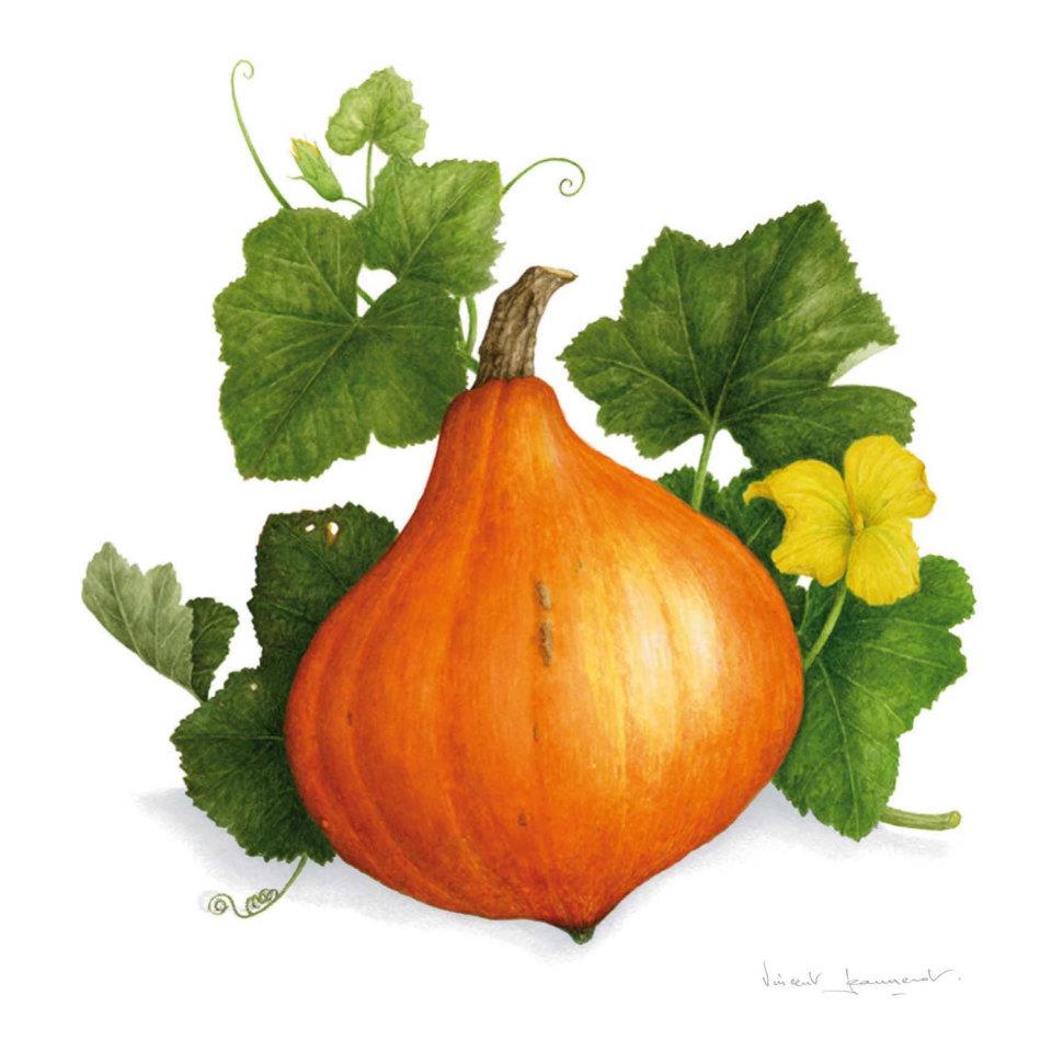 овощи акварелью. листья тыквы. ботаническая иллюстрация тыквенные. тыква обыкновенная. Cucurbita pepo плод.