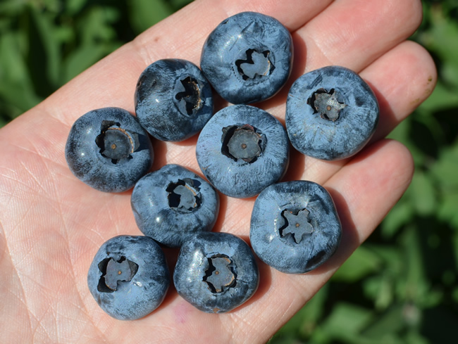 Голубика сорт река Голубика сорт река