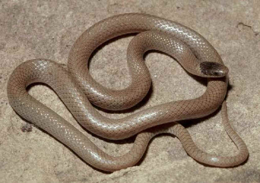 Black-Headed Snake | Snakes