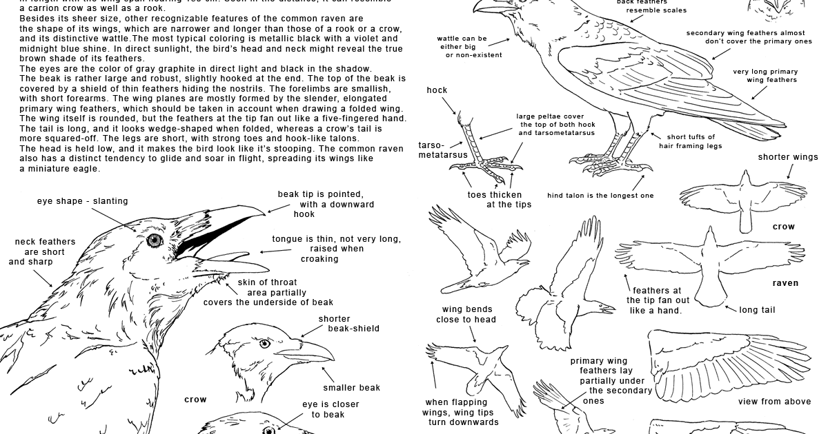 A Murder of Ravens: Anatomy of a Raven; Part 1