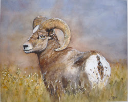 bighorn sheep watercolors jen taylor