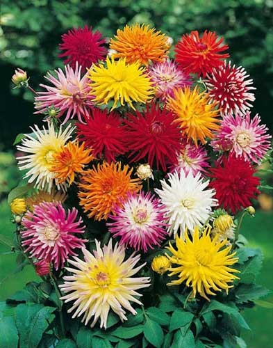 fiori simili a margherite fiori simili a margherite