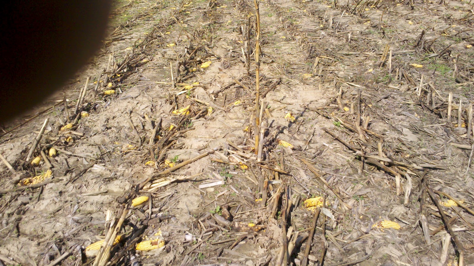 Observations in Agriculture Burned Corn