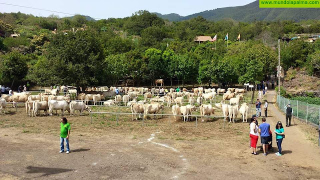 Breña Alta celebrará la Feria de Ganado de San Isidro con un recorrido virtualpor las cuadras y granjas que participaronen la pasada edición