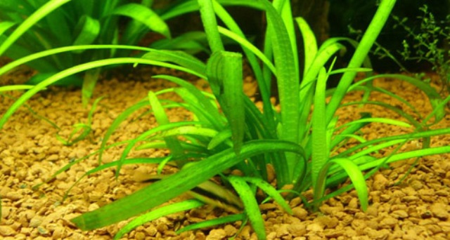 Kỹ thuật trồng và chăm sóc cây thuỷ sinh