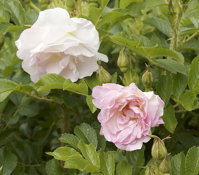 Bloomingwriter: Gardening in Nova Scotia: Rekindling my romance with roses