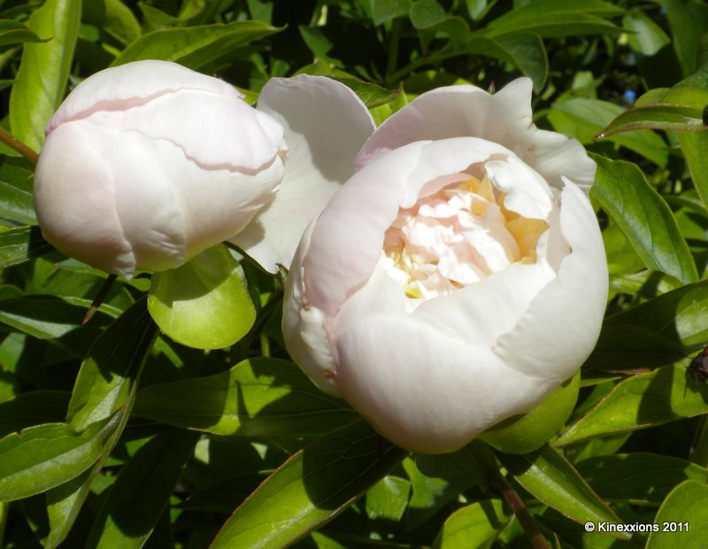 My Home Value >> kinexxions: Breathtaking White Peonies My Home Value >> kinexxions: Breathtaking White Peonies