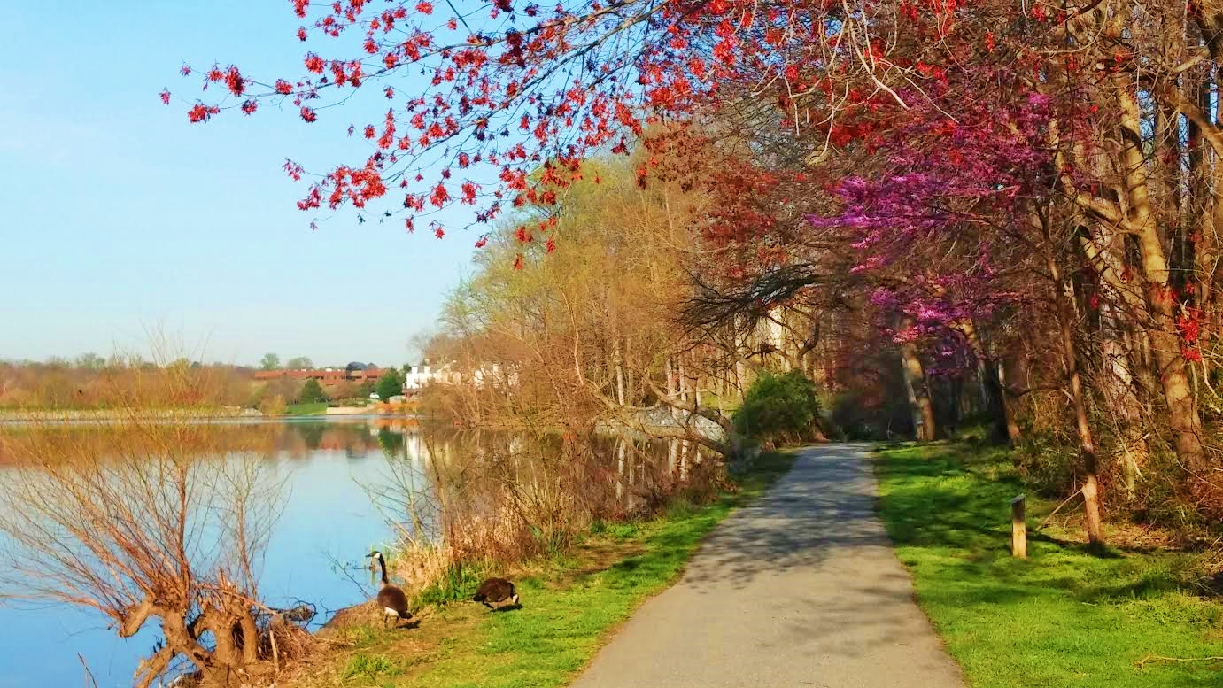 HoCo Connect Spring morning around Lake Elkhorn