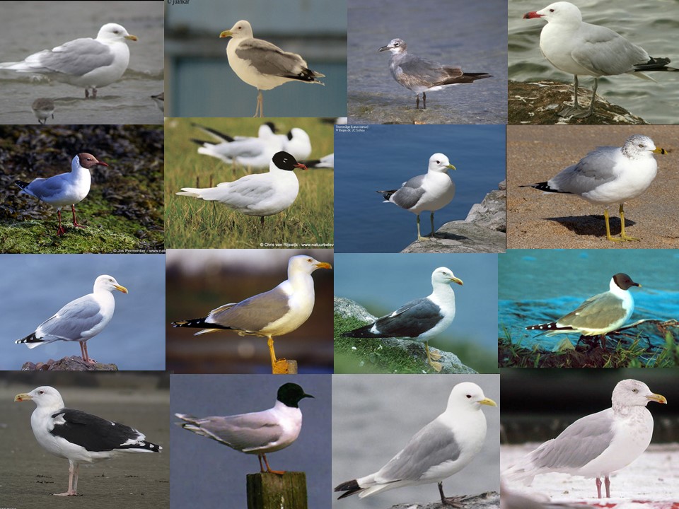 Identificacion de gaviotas / Identification of gulls / Hastapena