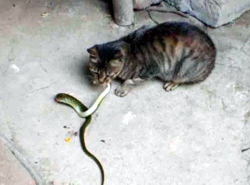 Selamatkan Kucing Malaysia: Kucing makan ular