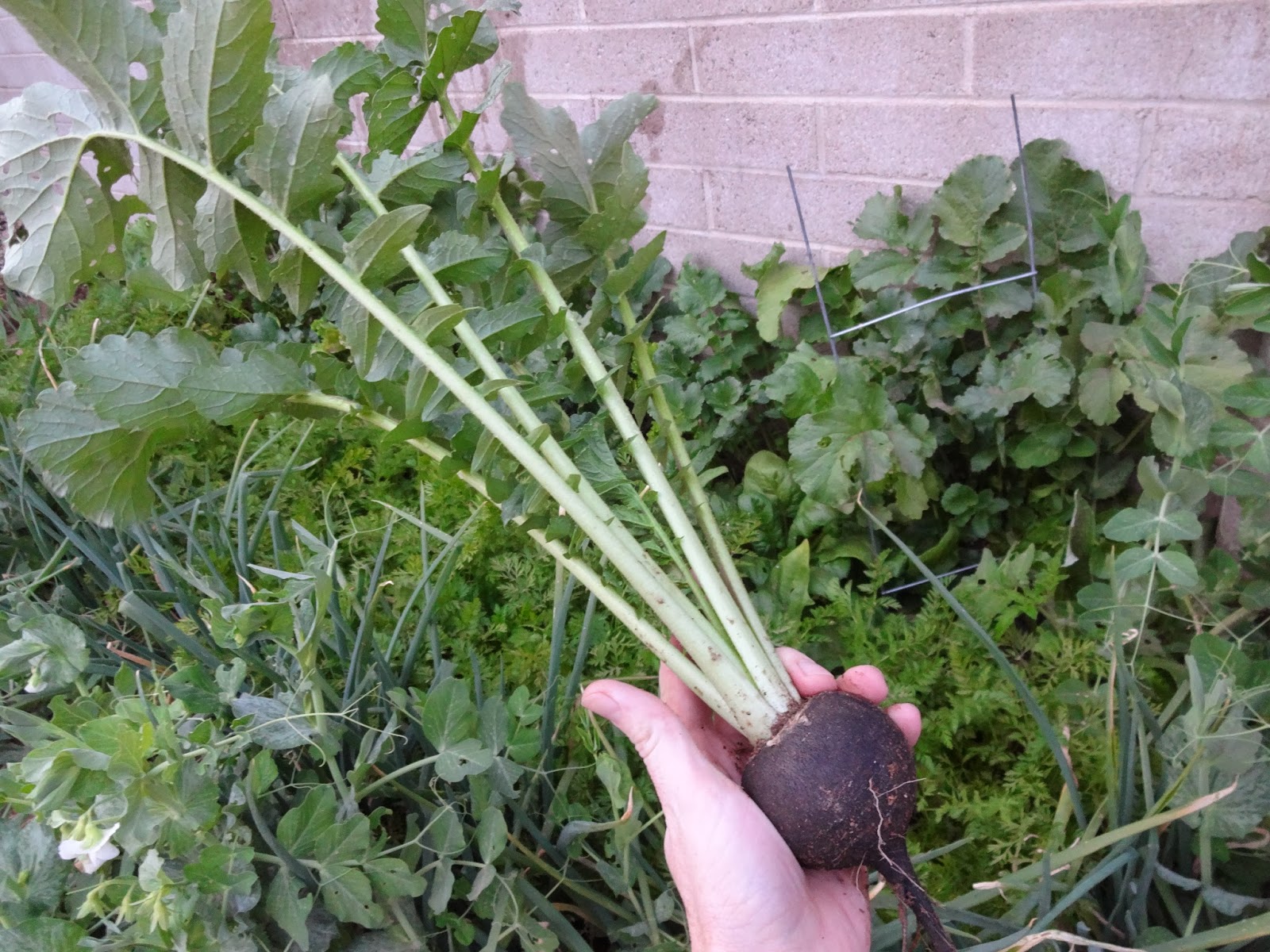 The Scientific Gardener Black Spanish Radish