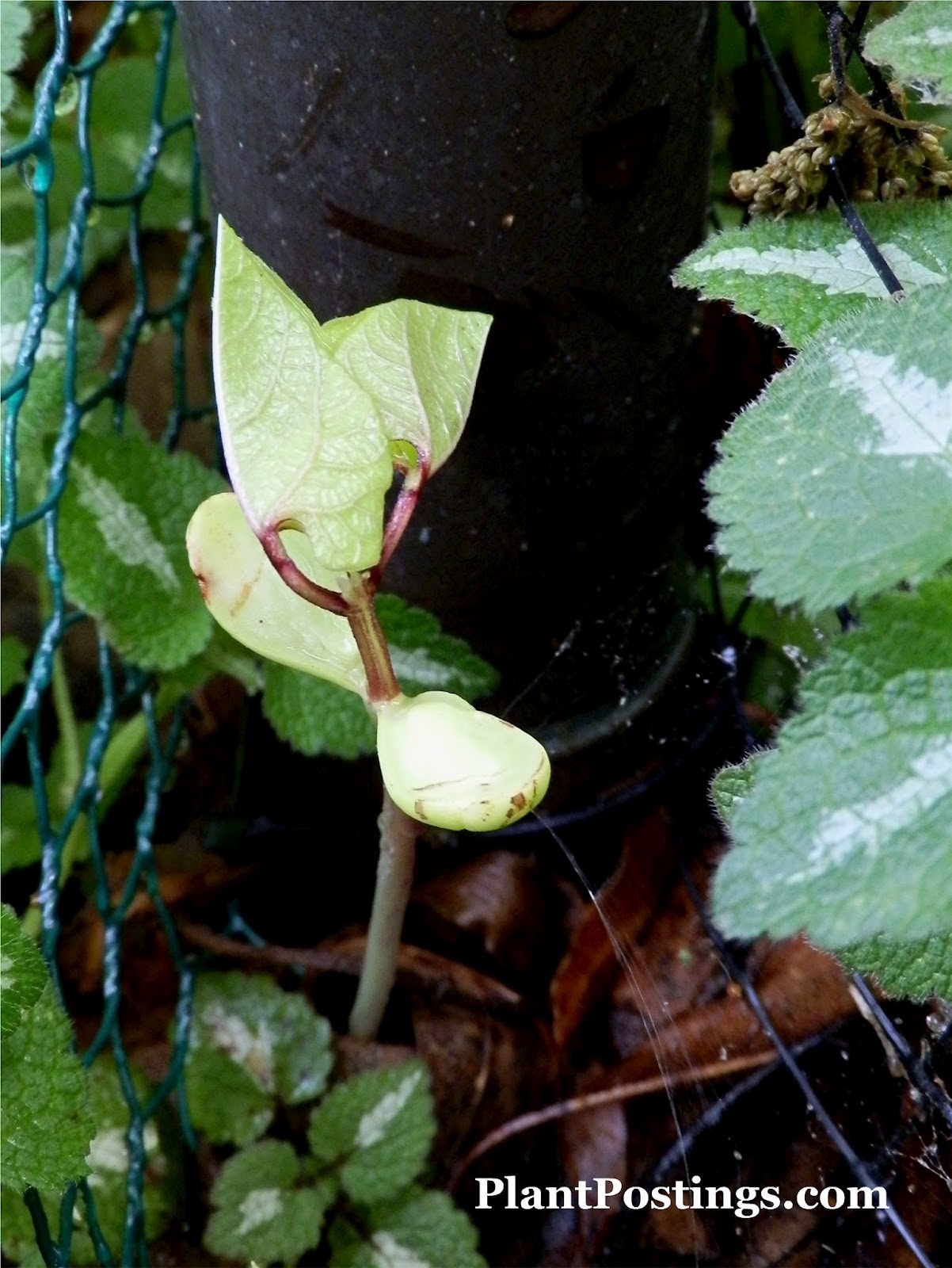 PlantPostings Don't feed the rabbits!