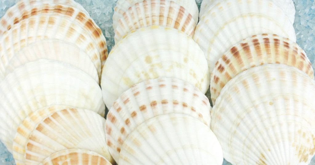 Dried Scallop Shells Exporters