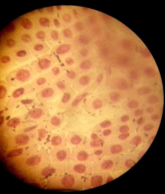 laboratorio2bach MITOSIS EN CÉLULAS DE RAÍZ DE CEBOLLA