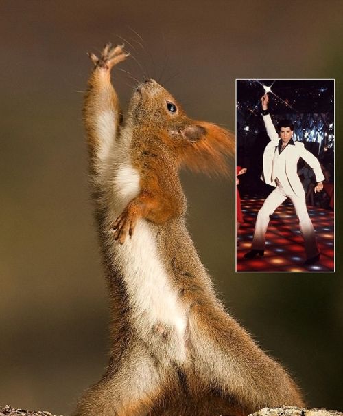 elvis-wannaby-dancing-squirrel.jpg