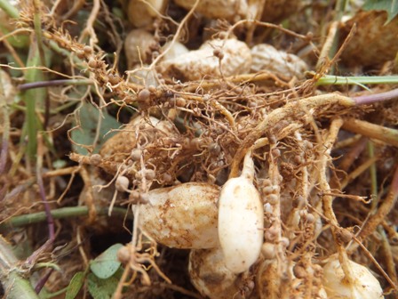 The Soil : 种花生记
