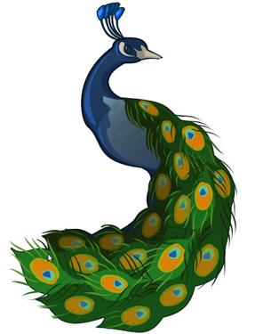 RECURSOS y ACTIVIDADES para Educación Infantil: Imagenes a color: PAVO REAL