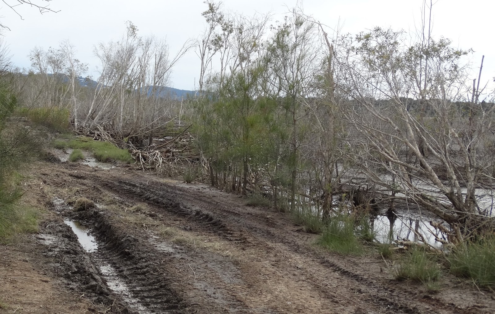 sunshinecoastbirds Yandina Creek Wetlands Have Been Drained