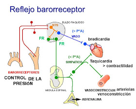 Controlar los barorreceptores de la presión arterial
