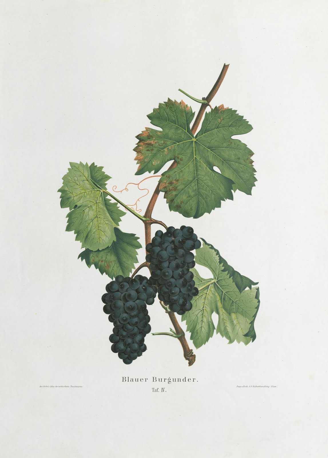 book illustration of a bunch of grapes