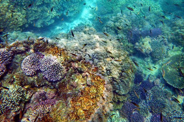 snorkeling, schnorcheln, daymaniyat, islands, inseln, fische, korallen, oman, Muscat, unterwasser, meer