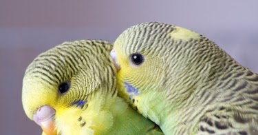 Parakeets Natural Oils Parakeets Natural Oils