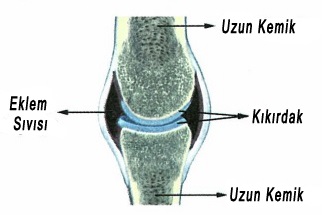 6.Sınıf Destek ve Hareket Sistemi Konu Anlatımı - fenbilim.net