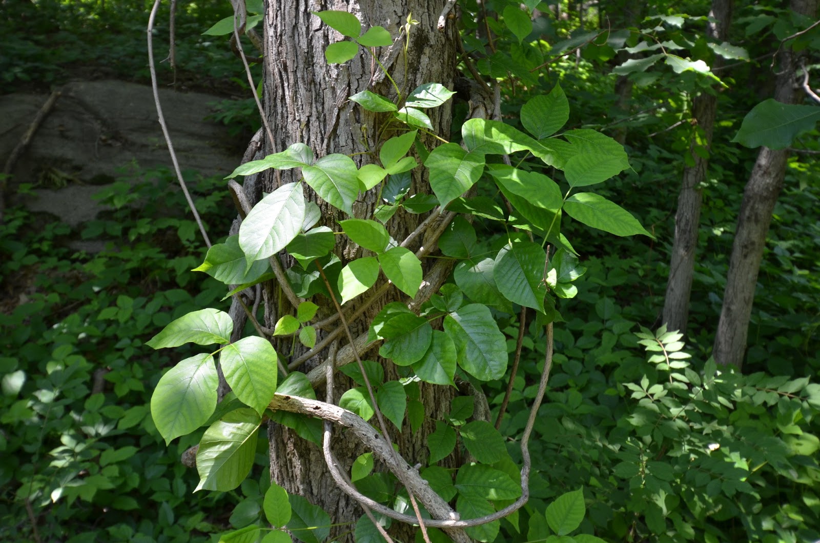 Glastonbury Bittersweet Battlers Invasive Plants Journal Poison Ivy Oriental Bittersweet's
