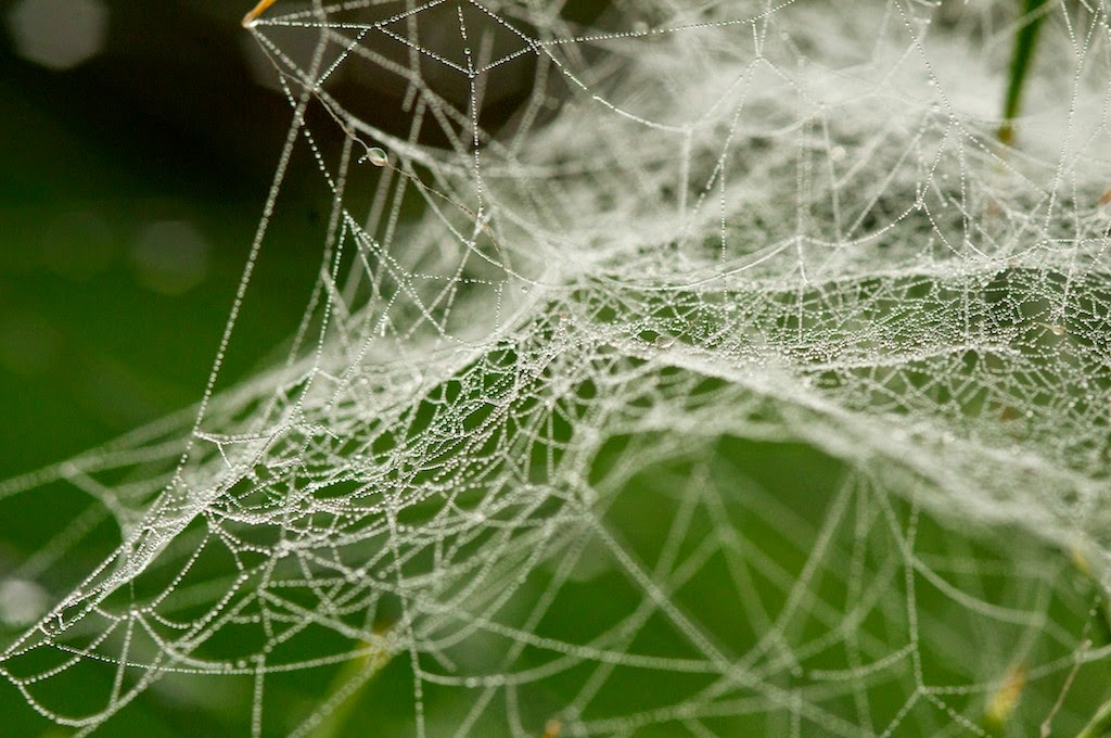 Matt's Photos Cobwebs in the Dew