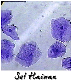 Memahami sel haiwan dan sel tumbuhan sel pipi sel bawang