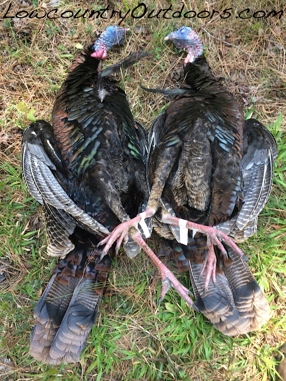 Lowcountry outdoors 2016 Turkey Season Twin Killing at High Noon