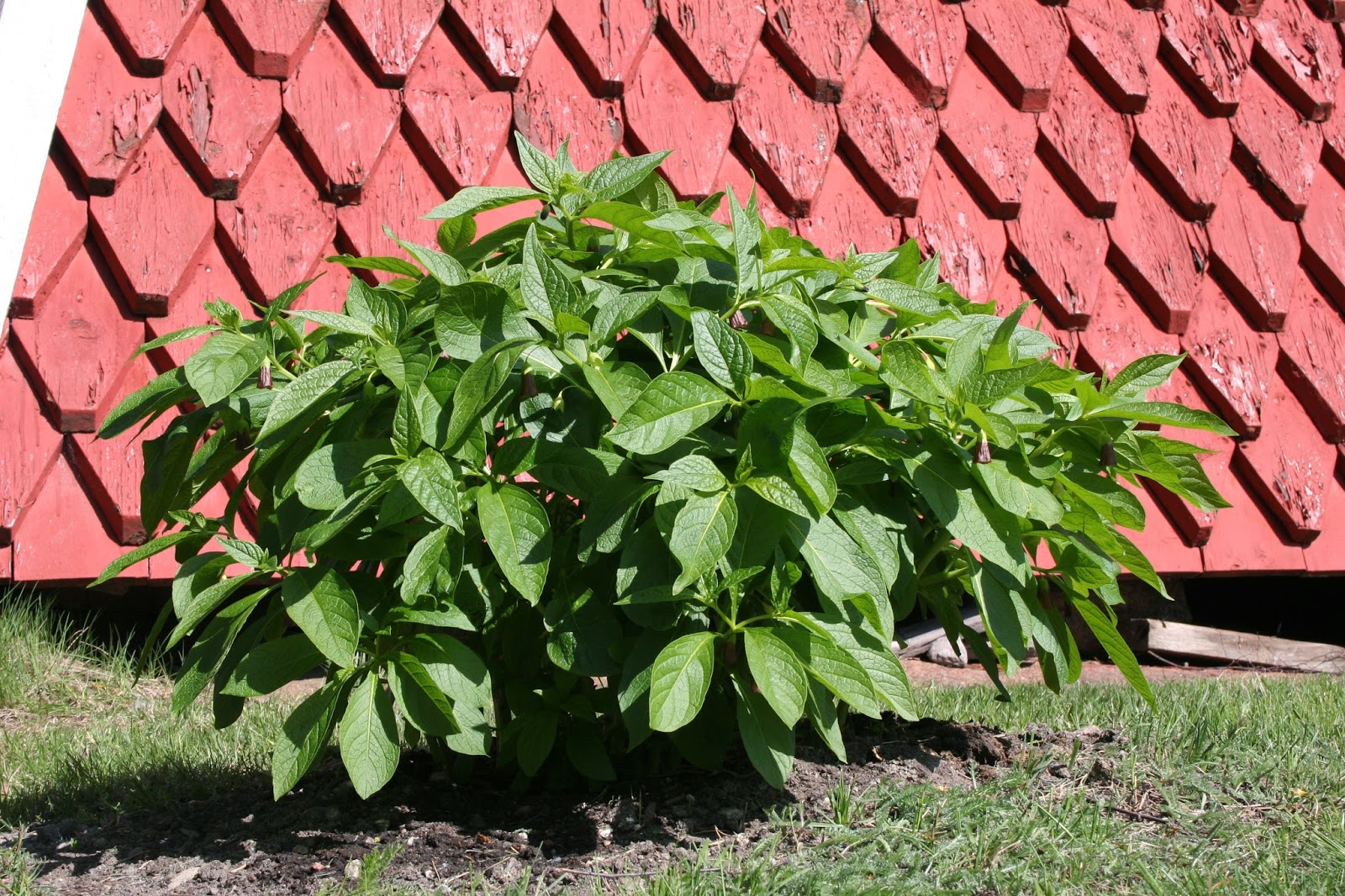 Siniunikon: Skopolia Scopolia carniolica