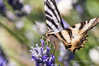 Borboleta-Zebra - Iphiclides Feisthamelii