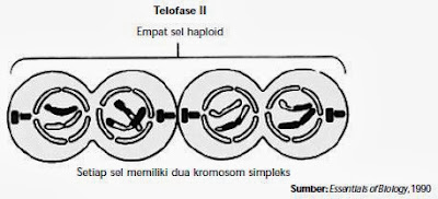 Tahap telofase II Tahap telofase II