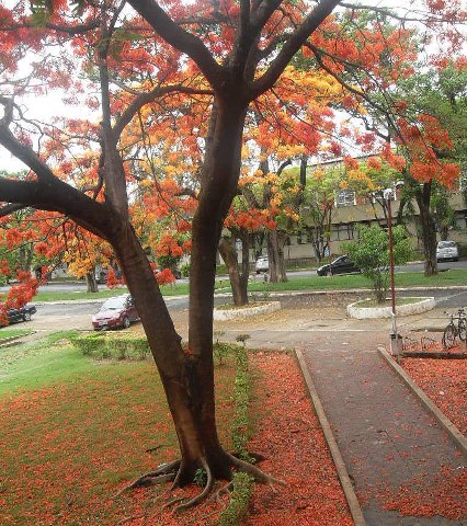 Primavera - patio da Faculdade Católica - Taguatinga - DF