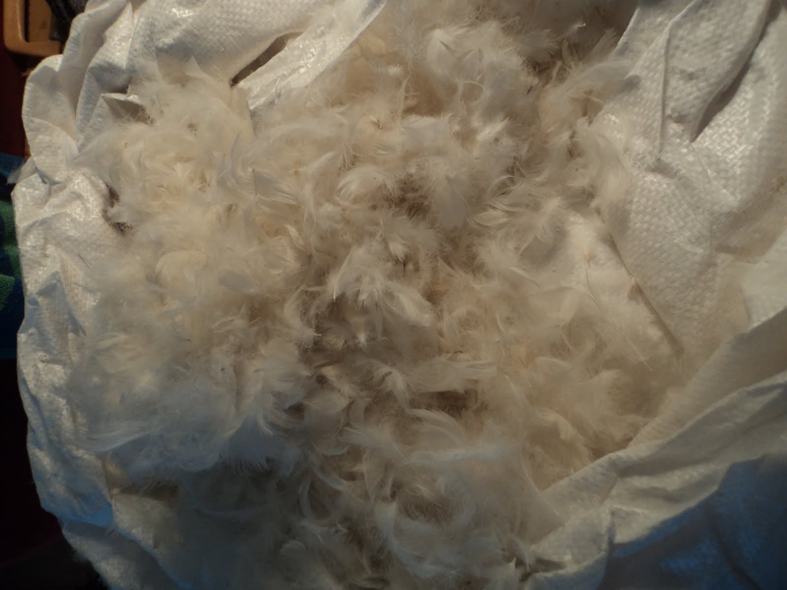 adventures in adventuring! attack of the down/feather blend!