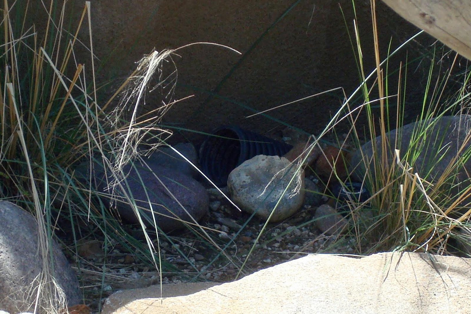 Nature Gardens @ NHM: L.A.'s Urban Nature: Lizards Galore