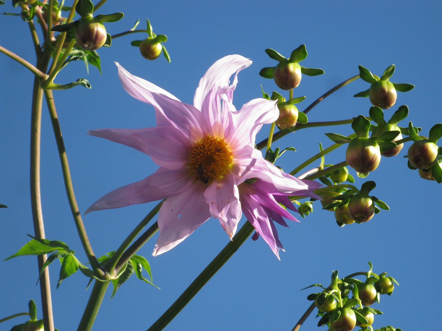 Vireya's Blog Late Bloomers