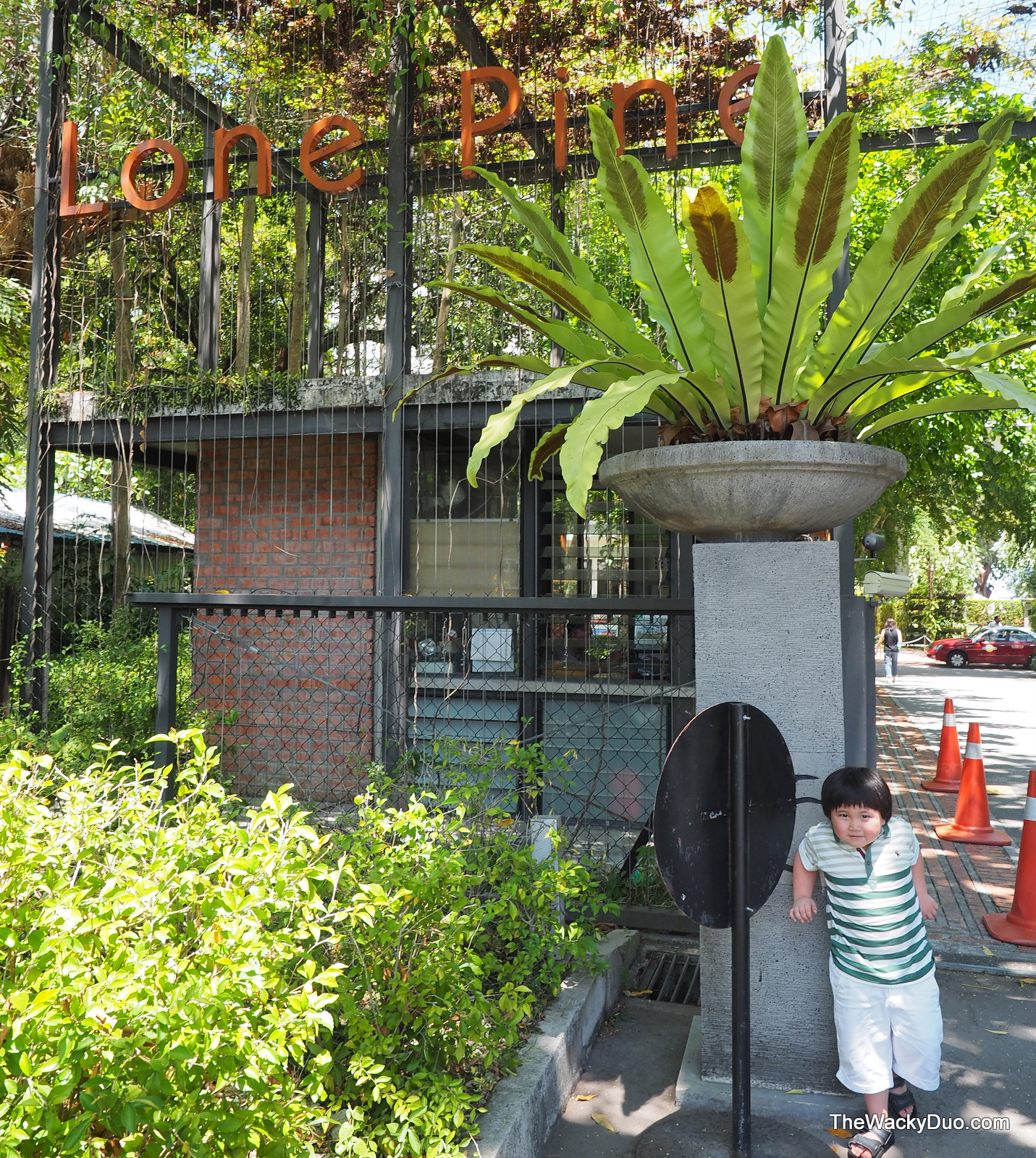 A Guide To Northeastern Gardening 18 Summer Blooming Shrubs For