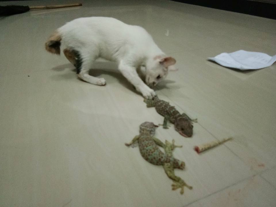 Abdul Hakim Madiun Kucing Vs Tokek