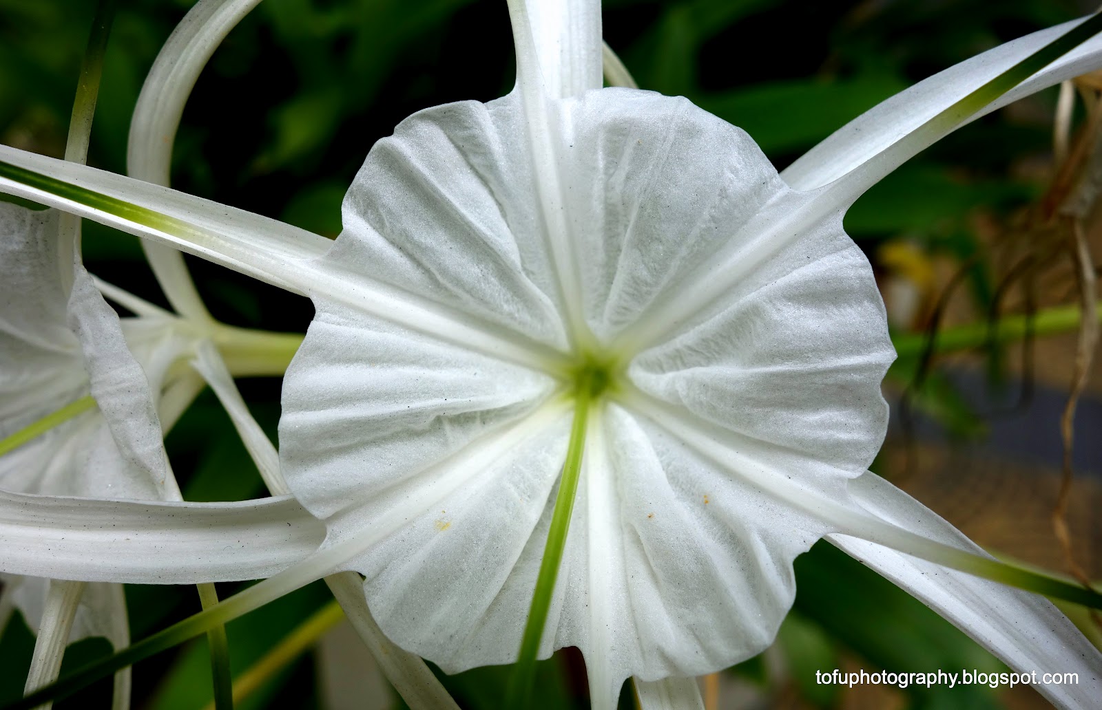 Tofu Photography Pretty onion lily